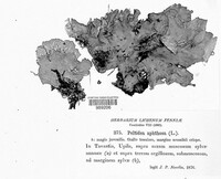 Peltigera aphthosa image